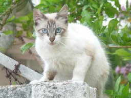ojos_azules_20211211_1908325767